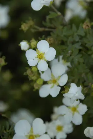 Potentilla f. 'Abbotswood' - 30-40 CM C6 - image 4