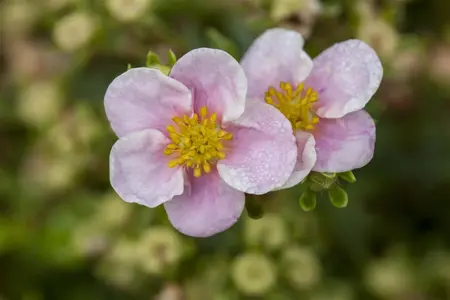 Potentilla f. 'Blink' - LINERS 28 CEL TRAY P9 SIZE - image 1