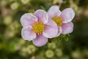Potentilla f. 'Blink'