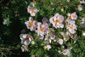 Potentilla f. 'Blink' - LINERS 28 CEL TRAY P9 SIZE - image 2