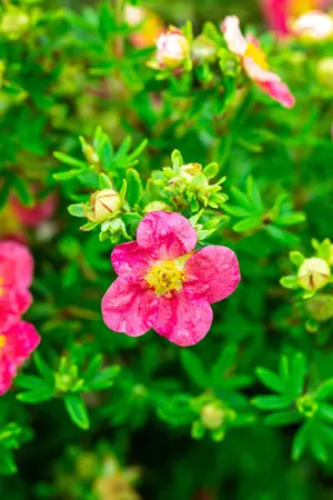 Potentilla f. 'Danny Boy'  - 2 Ltr pot - image 2