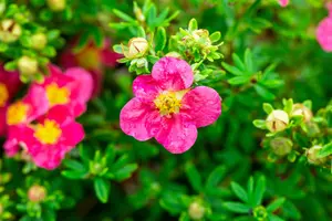 Potentilla f. 'Danny Boy' - 2 Ltr pot - image 2