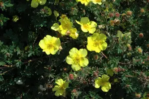 Potentilla f. 'Elizabeth' - P13