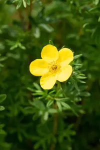 Potentilla f. 'Goldfinger' - 3 Ltr pot - image 5