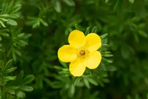 Potentilla f. 'Goldfinger' - 3 Ltr pot - image 4