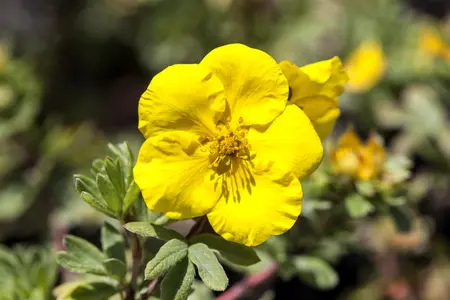 Potentilla f. 'Goldfinger' - 30-40 CM C10 - image 2