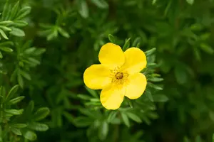 Potentilla f. 'Goldfinger' - 40-50 CM C3.5 - image 2