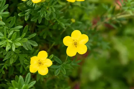 Potentilla f. 'Goldfinger' - 40-50 CM C3.5 - image 4