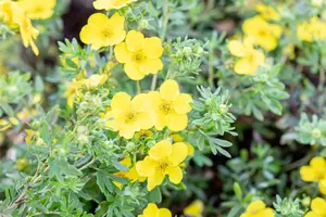 Potentilla f. 'Goldfinger' - 40-50 CM C3.5 - image 5