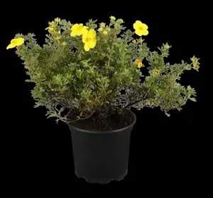 Potentilla f. 'Goldfinger' - P10.5 - image 1