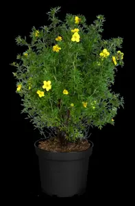 Potentilla f. 'Goldfinger' - 3 Ltr pot - image 3