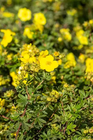 Potentilla f. 'Goldstar' - 1.5 Ltr pot - image 4