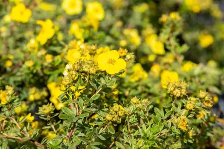 Potentilla f. 'Goldstar' - 1.5 Ltr pot - image 3