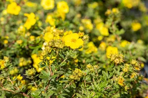 Potentilla f. 'Goldstar' - 2 Ltr pot - image 2