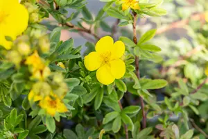 Potentilla f. 'Goldstar' - 2 Ltr pot - image 1