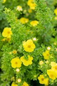 Potentilla f. 'Goldteppich' - 3 Ltr pot - image 5