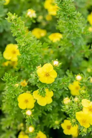 Potentilla f. 'Goldteppich' - LINERS 28 CEL TRAY P9 SIZE - image 5