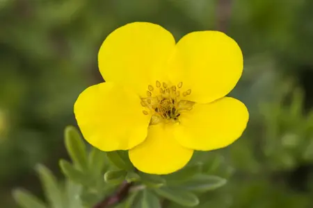 Potentilla f. 'Goldteppich' - 3 Ltr pot - image 2