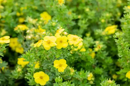 Potentilla f. 'Goldteppich' - 3 Ltr pot - image 4