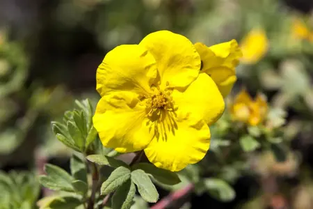 Potentilla f. 'Goldteppich' - LINERS 18 CEL TRAY P9 SIZE - image 1