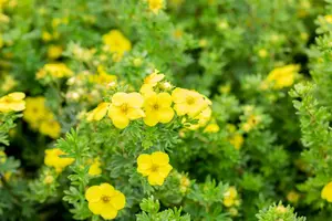 Potentilla f. 'Goldteppich' - 25-30 CM C3 - image 4