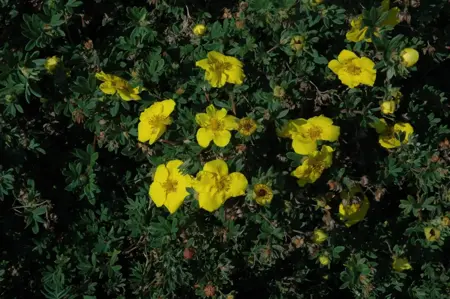 Potentilla f. 'Goldteppich' - 1.5 Ltr pot - image 3