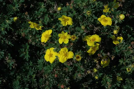 Potentilla f. 'Goldteppich' - 25-30 CM C3 - image 3