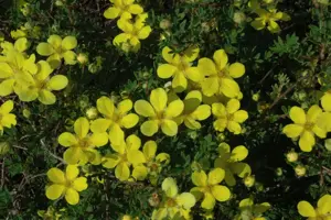 Potentilla f. 'Klondike' - LINERS 28 CEL TRAY P9 SIZE - image 2