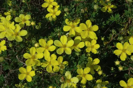 Potentilla f. 'Klondike' - P11 - image 2