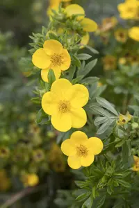 Potentilla f. 'Kobold' - 20-25 CM C2 - image 1