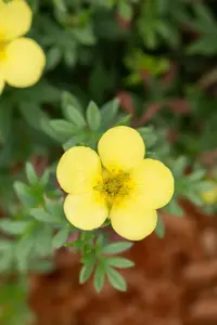 Potentilla f. 'Kobold' - LINERS 28 CEL TRAY P9 SIZE - image 5