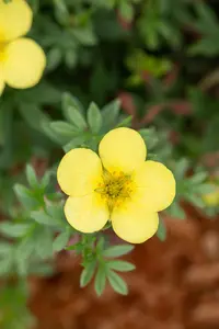 Potentilla f. 'Kobold' - 20-25 CM C2 - image 5