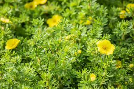 Potentilla f. 'Kobold' - LINERS 28 CEL TRAY P9 SIZE - image 3