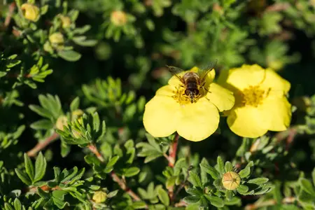 Potentilla f. 'Kobold' - 30-40 CM C3.5 - image 2