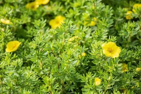 Potentilla f. 'Kobold' - 30-40 CM C3.5 - image 3