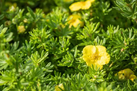 Potentilla f. 'Kobold' - 30-40 CM C3.5 - image 4