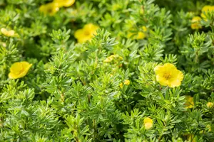 Potentilla f. 'Kobold' - P9 - image 3