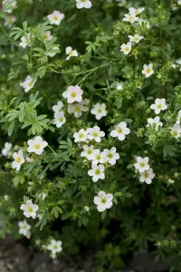 Potentilla f. Lovely Pink