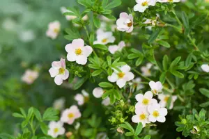 Potentilla f. Lovely Pink - P10.5 - image 2