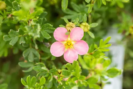 Potentilla f. Lovely Pink - LINERS 28 CEL TRAY P9 SIZE - image 5