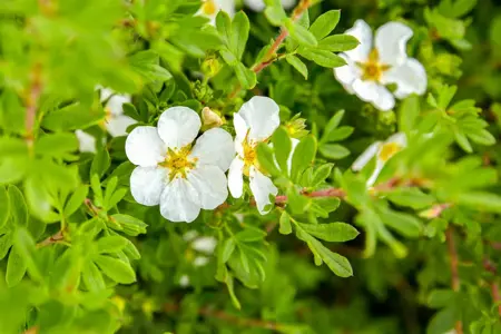 Potentilla f. 'Manchu' - 3 Ltr pot
