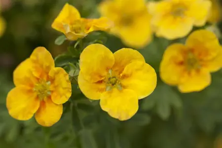 Potentilla f. 'Mango Tango' - P10.5