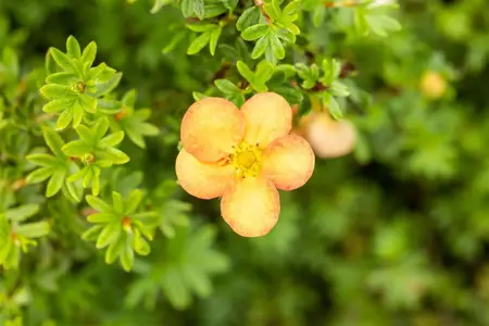 Potentilla f. Marian Red Robin - P13