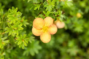 Potentilla f. Marian Red Robin - 25-30 CM C3