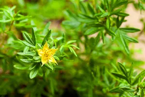 Potentilla f. 'McKay's White'