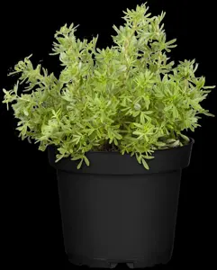 Potentilla f. 'New Dawn'