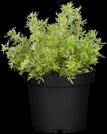 Potentilla f. 'New Dawn' - LINERS 18 CEL TRAY P9 SIZE