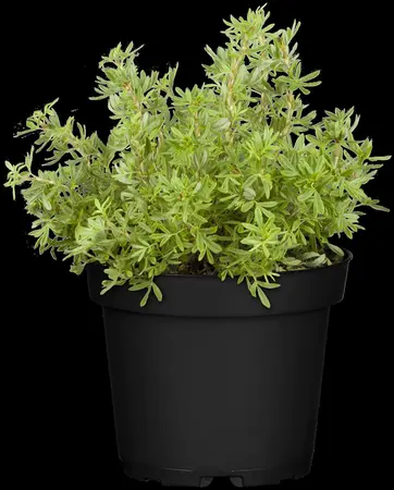 Potentilla f. 'New Dawn' - P13