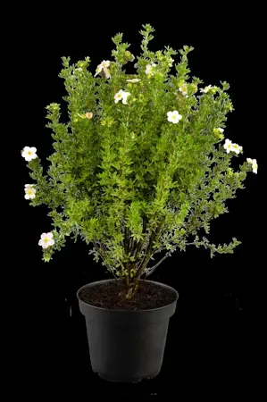 Potentilla f. 'Pink Paradise' - P10.5