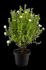 Potentilla f. 'Pink Paradise'